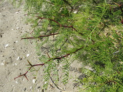 Prosopis alpataco