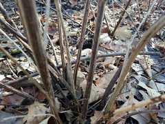 Ribes americanum