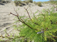 Prosopis alpataco