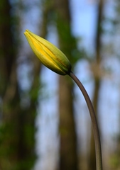 Tulipa sylvestris australis