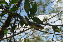 Chironius gouveai