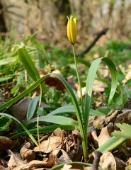 Tulipa sylvestris australis