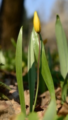 Tulipa sylvestris australis