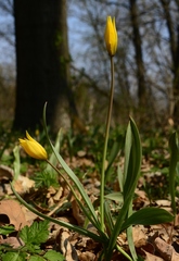 Tulipa sylvestris australis