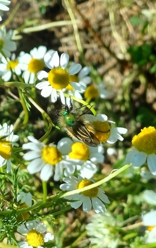 Eulasia pareyssei