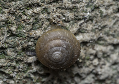 Quantula striata