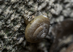 Quantula striata