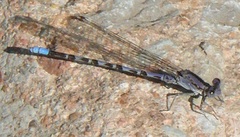 Argia immunda