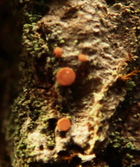 Bacidia rubella