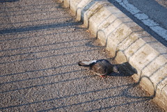 Columba livia domestica
