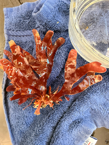Rhodymenia pacifica observed 2026-05-20