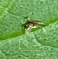 Aphelinidae