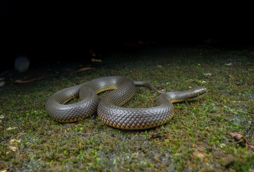 Shenzhen Mountain Stream Snake