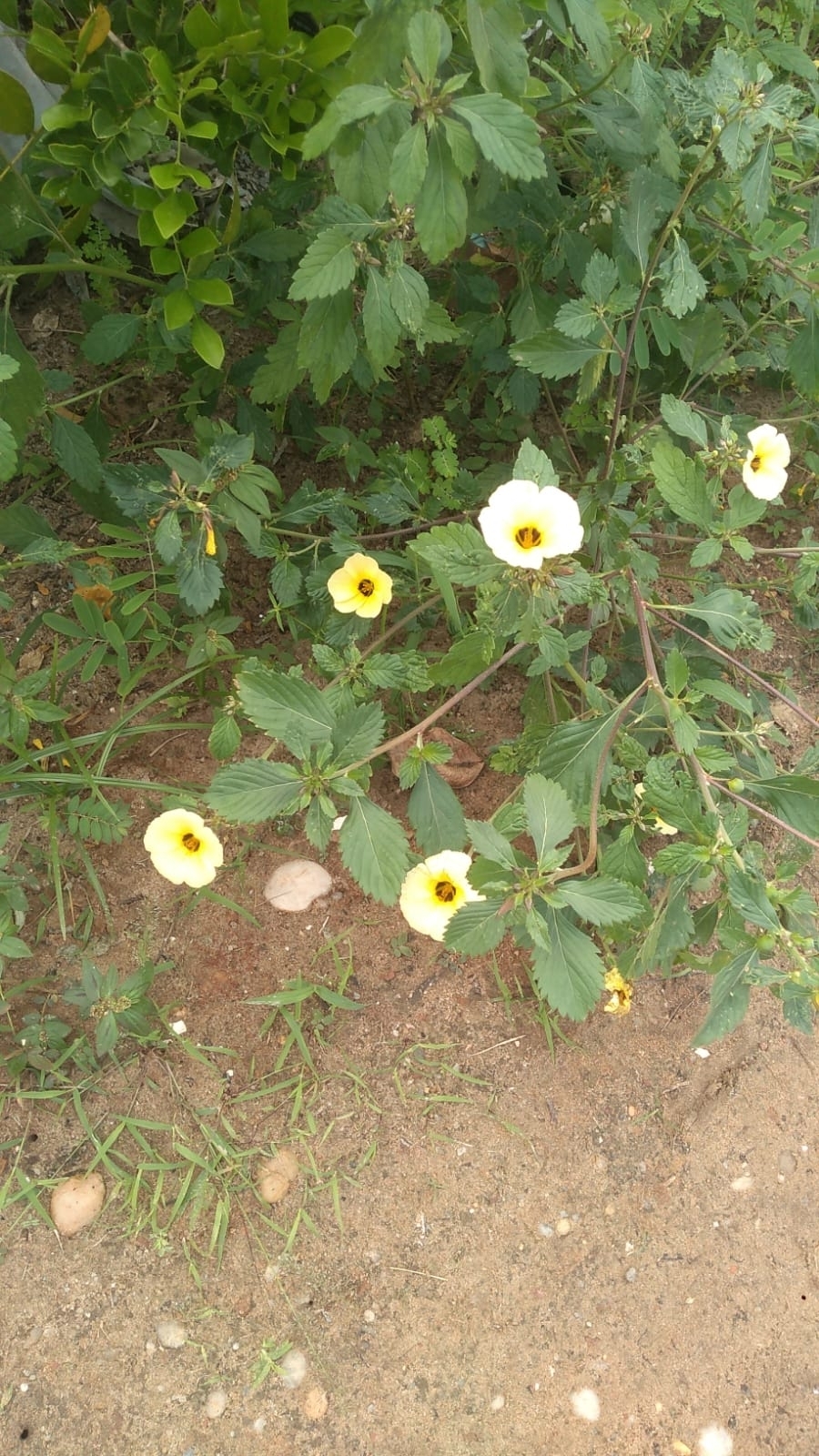 Turnera subulata