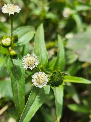 False Daisy