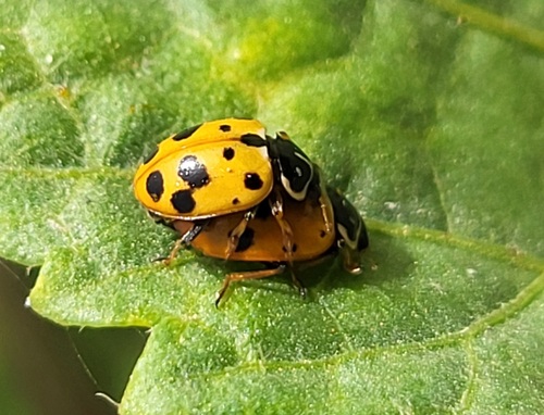 Variegated Lady Beetle