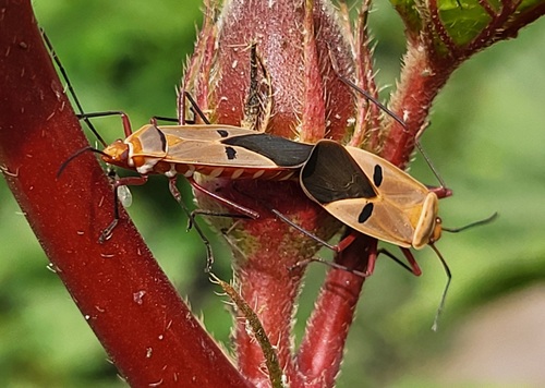 Dysdercus superstitiosus