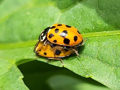 Variegated Lady Beetle