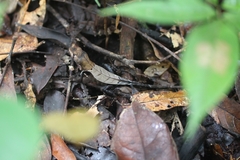 Stenocercus fimbriatus