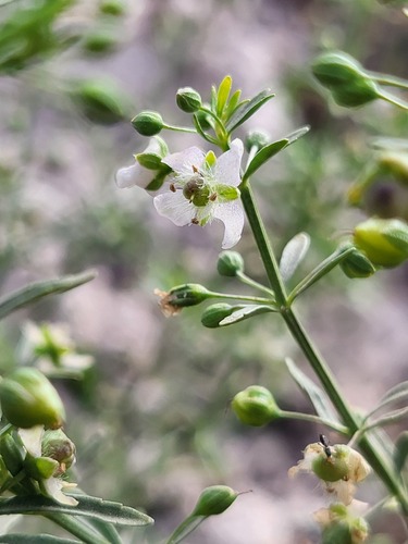 Licorice Weed