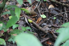 Stenocercus fimbriatus