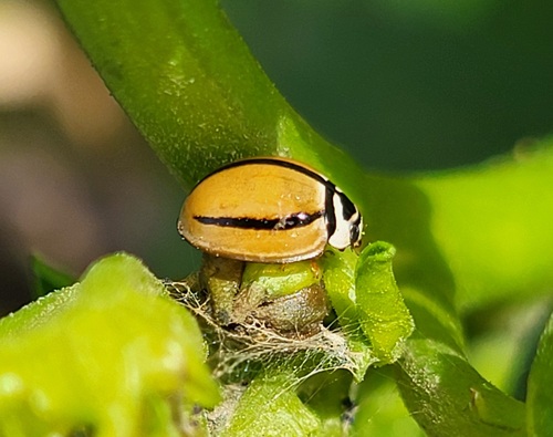 Striped Lady Beetle