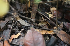 Stenocercus fimbriatus