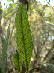 Microgramma squamulosa