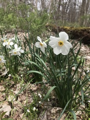 Narcissus poeticus