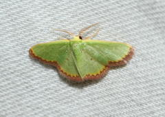 Eucrostes indigenata