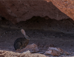 Lepus californicus insularis