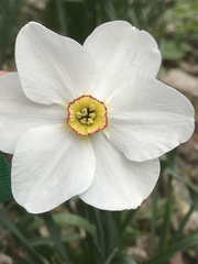 Narcissus poeticus