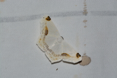 Sericoptera mahometaria