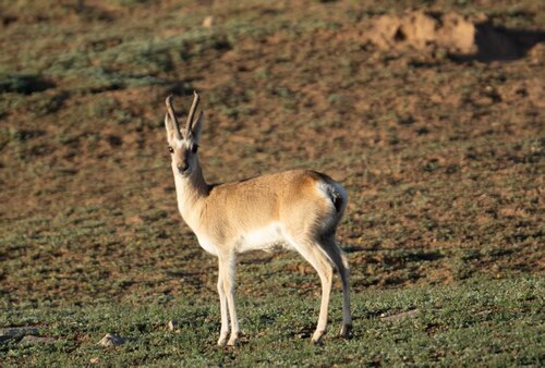 Tibetan Gazelle