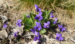 Viola ambigua
