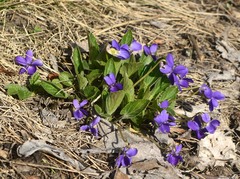 Viola ambigua