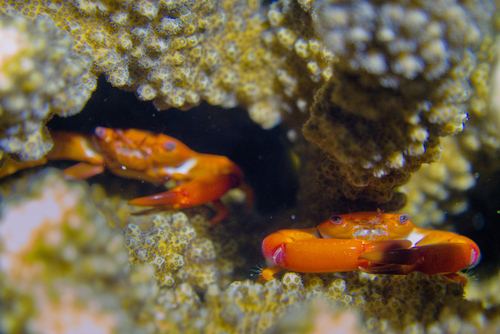 Trapezia bidentata observed 2026-05-20