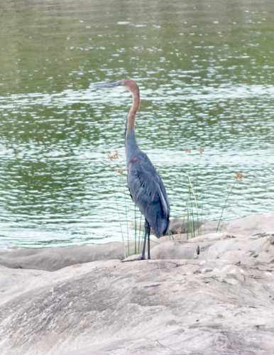 iNaturalist image