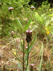 Lippia stoechadifolia