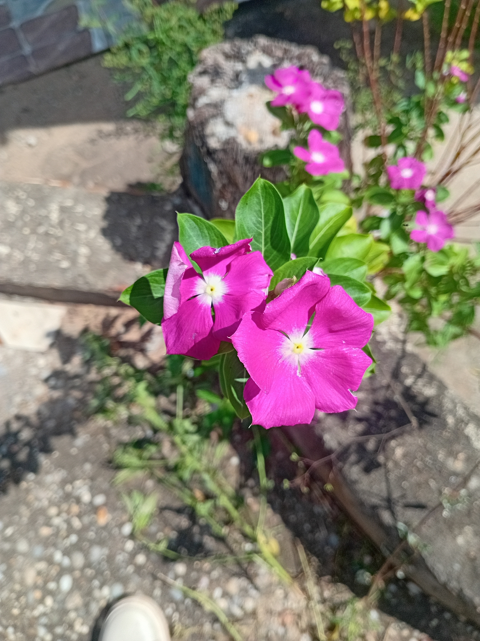 Catharanthus roseus