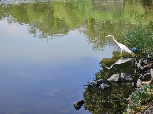 Great Egret