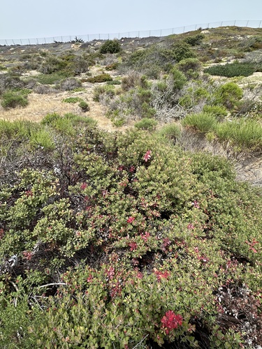 Arctostaphylos pumila, photograph 5