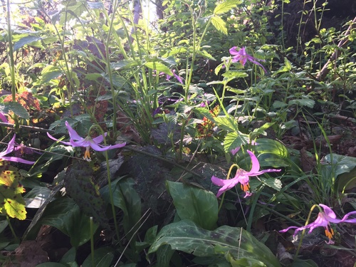 Erythronium revolutum