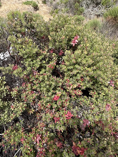 Arctostaphylos pumila, photograph 6