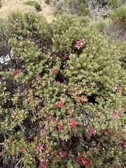 Arctostaphylos pumila, photograph (c) Eric Alan Isaacson, some rights reserved (CC BY)