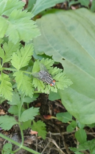 Common Flesh Flies