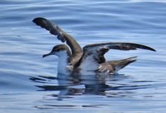 Puffinus lherminieri