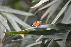 Eresia eunice mechanitis