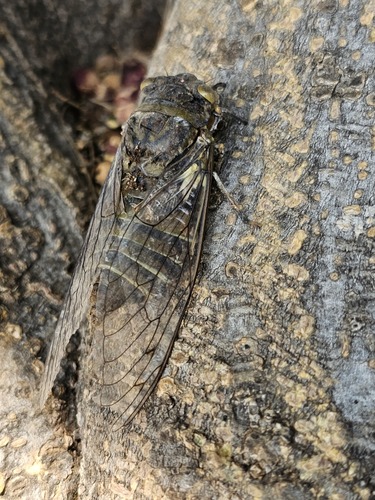 Giant Cicada