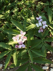 Cardamine heptaphylla